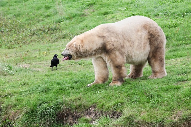 Free download animals polar bear bird bear fauna free picture to be edited with GIMP free online image editor