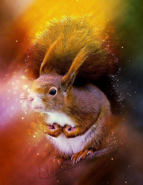 Free download Animal Squirrel Cute Close -  free illustration to be edited with GIMP free online image editor