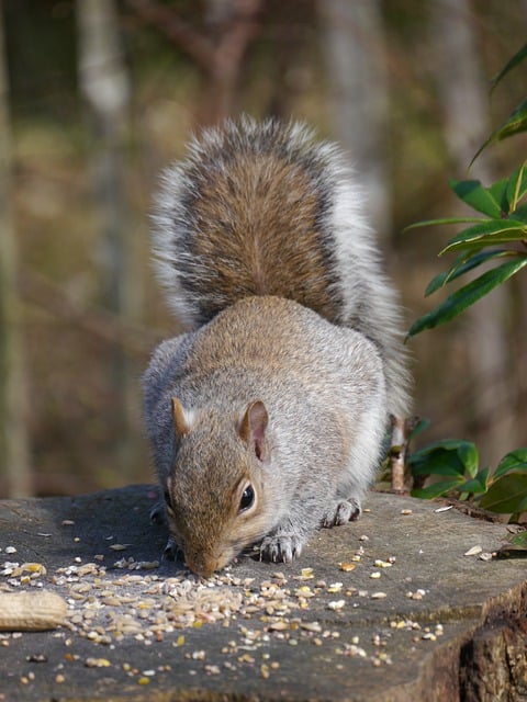 Free download animal squirrel mammal species free picture to be edited with GIMP free online image editor