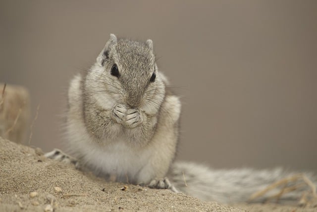 Free download animal squirrel rodent species free picture to be edited with GIMP free online image editor