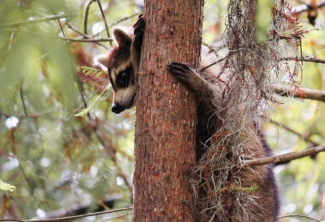 Free download Animals Raccoon Furry -  free photo or picture to be edited with GIMP online image editor