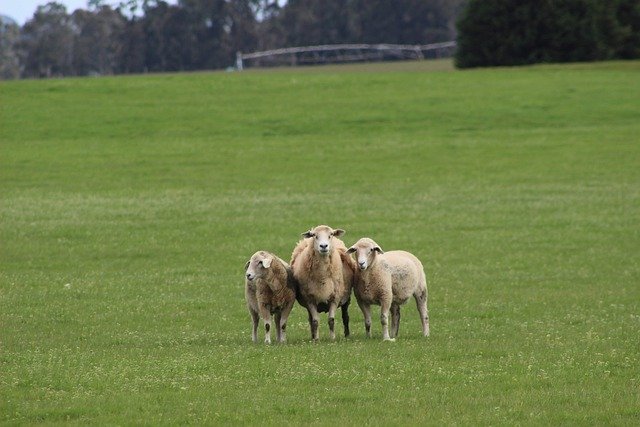 Free download animals sheep mammal australia free picture to be edited with GIMP free online image editor