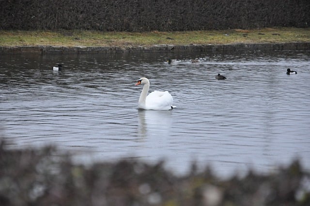 Free download animal swan lake nature wildlife free picture to be edited with GIMP free online image editor