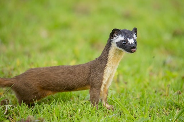 Free download animals weasel mammal mustelid free picture to be edited with GIMP free online image editor