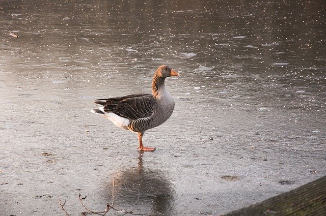 Free download Animals White-Fronted Goose -  free photo or picture to be edited with GIMP online image editor