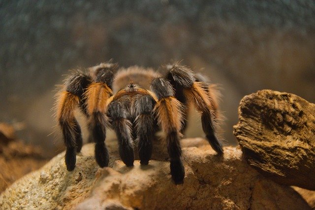 Free download Animal Tarantula Creepy -  free photo or picture to be edited with GIMP online image editor