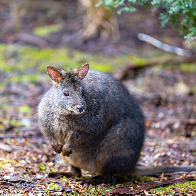 Free download animal tasmanian pademelon mammal free picture to be edited with GIMP free online image editor