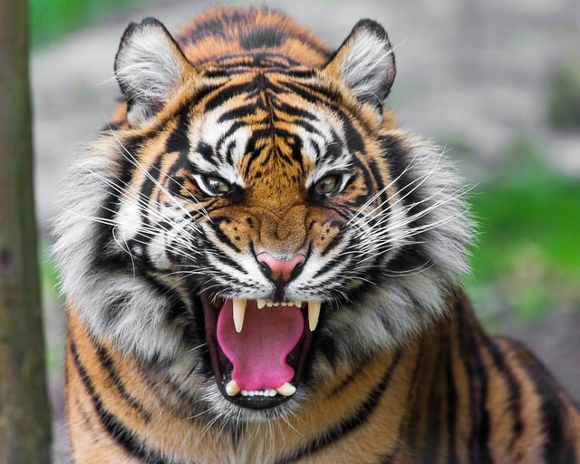 Free download animal tiger mammal wildlife free picture to be edited with GIMP free online image editor