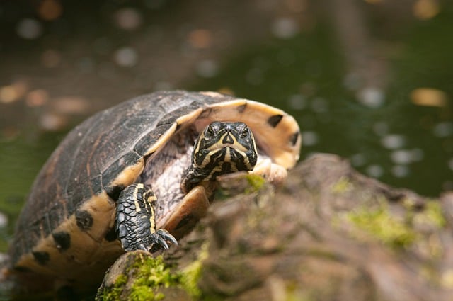 Free download animal turtle reptile water free picture to be edited with GIMP free online image editor