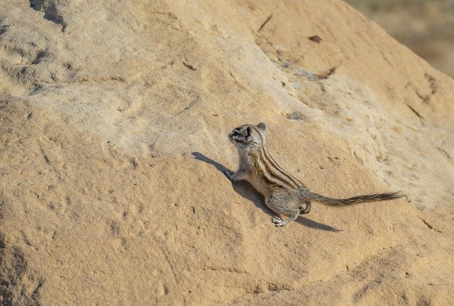 Free download animal wildlife chipmunk rodent free picture to be edited with GIMP free online image editor