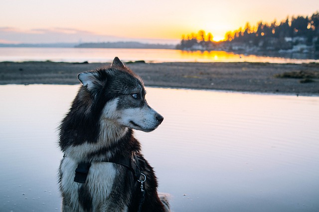 Free download animal wolf by the lake free picture to be edited with GIMP free online image editor