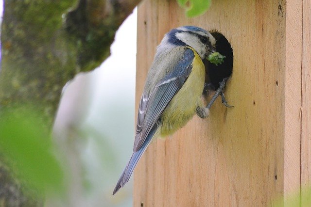 Free download Animal World Tit Garden -  free photo or picture to be edited with GIMP online image editor