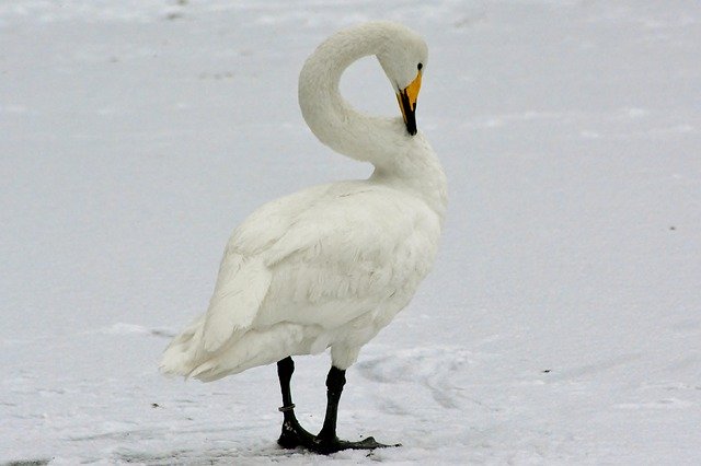 Free download Animal World Whooper Swan Water free photo template to be edited with GIMP online image editor