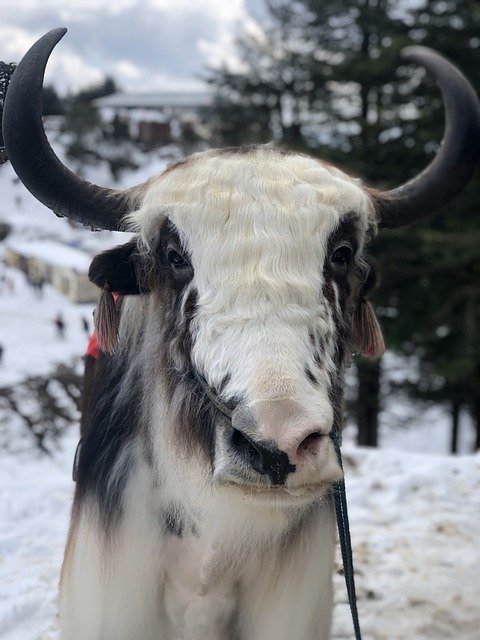 Animal Yak