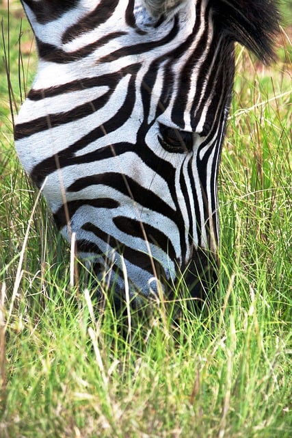 Free download animal zebra mammal equine species free picture to be edited with GIMP free online image editor