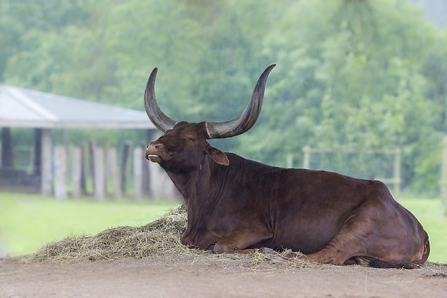 Free download ankole cattle animal ankole watusi free picture to be edited with GIMP free online image editor