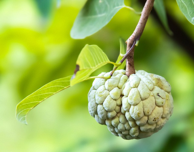 Free download annona sugar apple fruit nature free picture to be edited with GIMP free online image editor