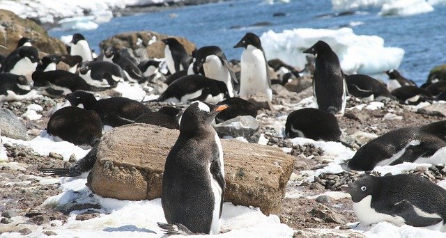 Free download Antarctica Penguins Penguin Animal -  free photo or picture to be edited with GIMP online image editor