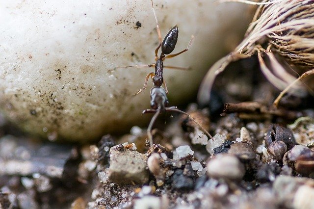 Free download Ant Biology Stone -  free photo or picture to be edited with GIMP online image editor