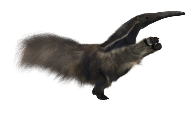 Free download Anteater Giant Animal -  free illustration to be edited with GIMP free online image editor