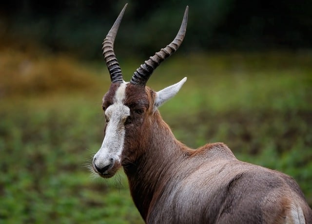 Free download antelope blesbok bontebok mammal free picture to be edited with GIMP free online image editor