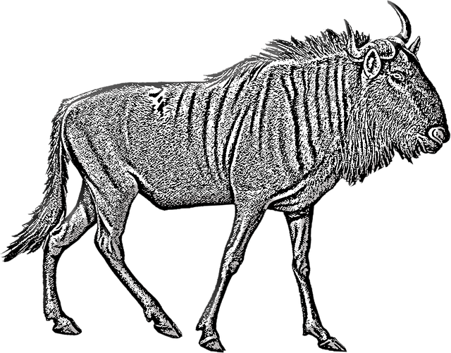 Free download Antelope Buck Wildebeest -  free illustration to be edited with GIMP free online image editor