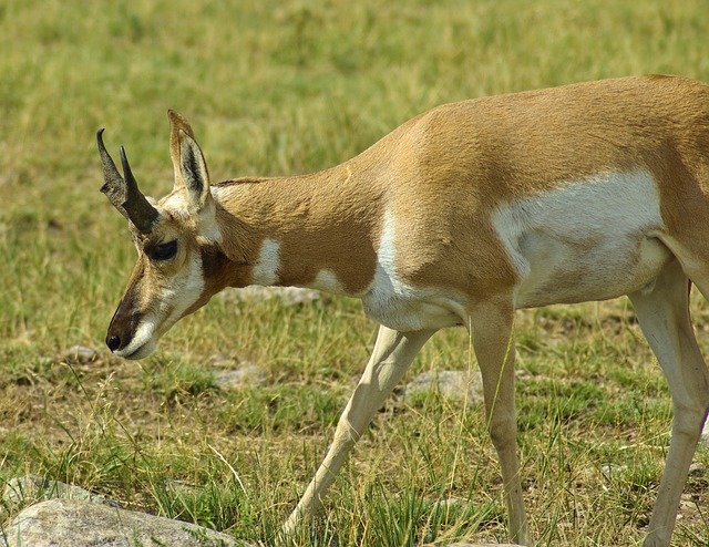 Free download Antelope In South Dakota -  free photo or picture to be edited with GIMP online image editor