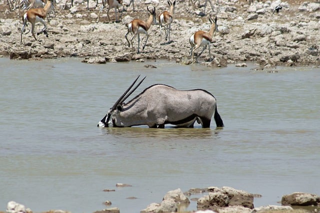 Free download antelope namibia africa safari free picture to be edited with GIMP free online image editor