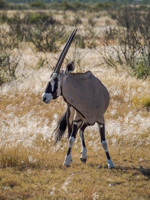 Free download antelope wilderness wildlife africa free picture to be edited with GIMP free online image editor