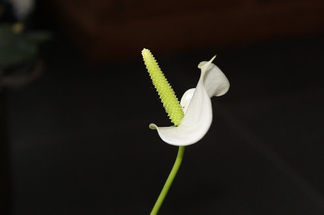 Free download Anthurium Flower Arum -  free photo or picture to be edited with GIMP online image editor