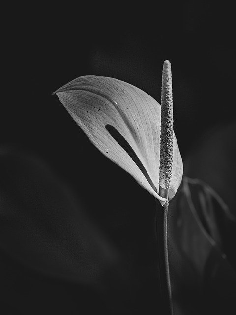 Free download Anthurium Flower Bloom -  free photo or picture to be edited with GIMP online image editor