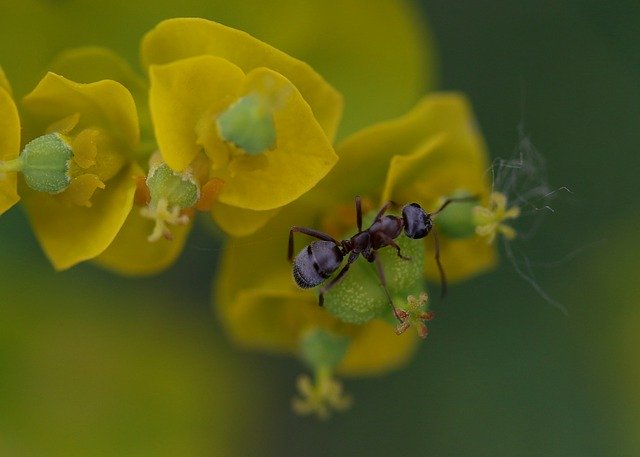 Free download Ant Insecta Plant -  free photo or picture to be edited with GIMP online image editor