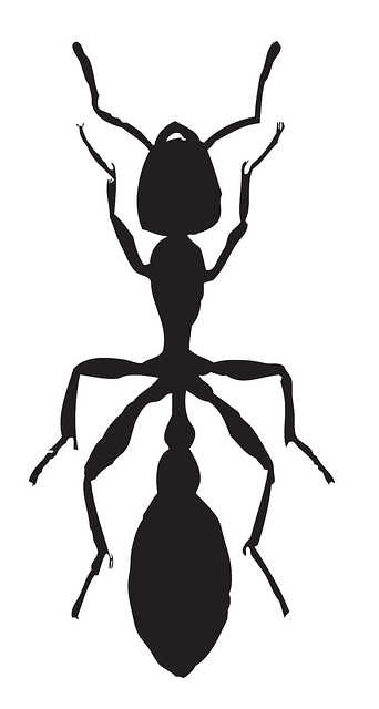 Free download Ant Insect - Free vector graphic on Pixabay free illustration to be edited with GIMP free online image editor