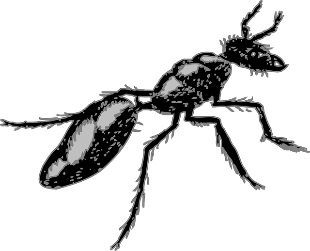 Free download Ant Insect Segmented - Free vector graphic on Pixabay free illustration to be edited with GIMP free online image editor