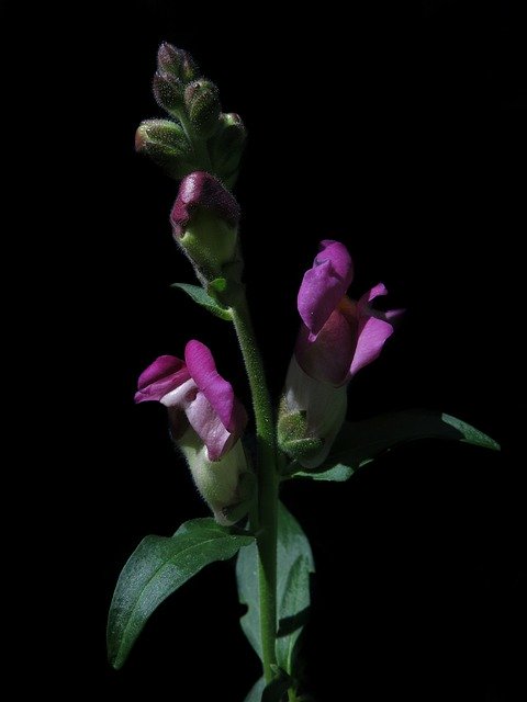 Free download Antirrhinum Majus Garden -  free photo or picture to be edited with GIMP online image editor