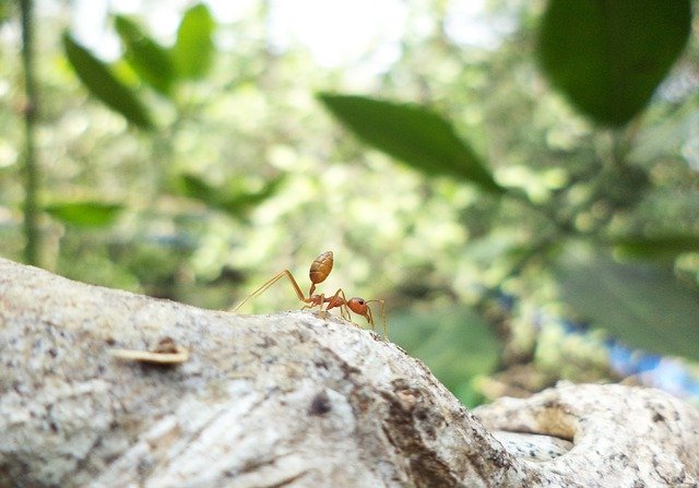 Free download Ant Landscape Green -  free photo or picture to be edited with GIMP online image editor