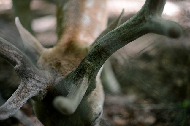 Free download Antler Fallow Deer Forest -  free photo or picture to be edited with GIMP online image editor