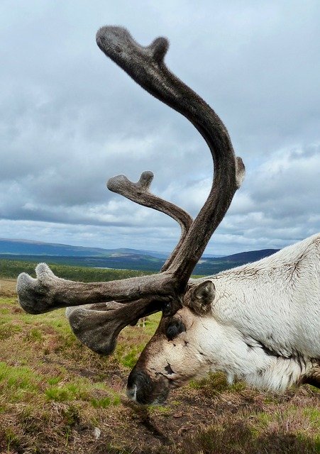 Free download Antler Reindeer Male -  free photo or picture to be edited with GIMP online image editor