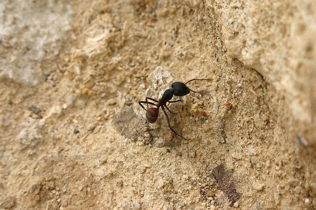 Free download Ant Sand Nature -  free photo or picture to be edited with GIMP online image editor