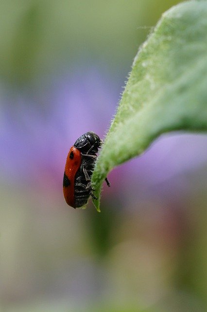 Free download Ants Leaf Beetles Clytra -  free illustration to be edited with GIMP free online image editor