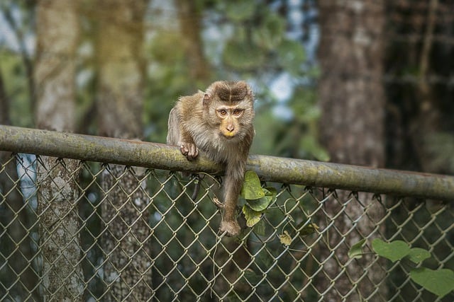 Free download ape animal nature fence freedom free picture to be edited with GIMP free online image editor