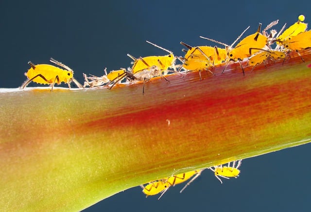 Free download aphid louse pest close up vermin free picture to be edited with GIMP free online image editor