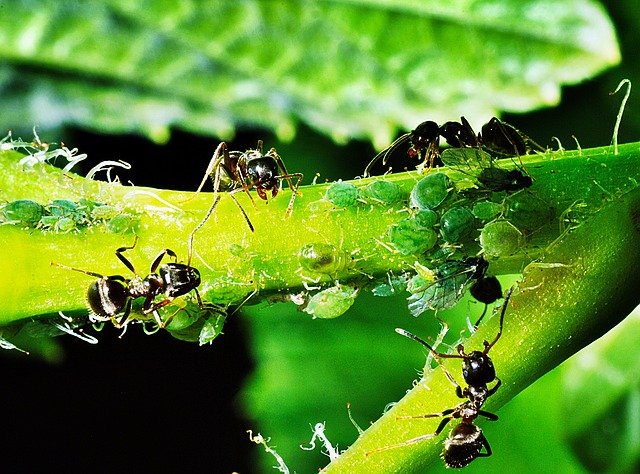 Free download aphids insects ants reproduction free picture to be edited with GIMP free online image editor