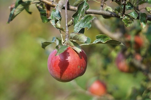 Free download Apple Autumn Red -  free photo or picture to be edited with GIMP online image editor