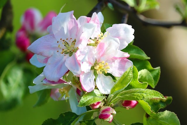 Free download apple blossom apple tree spring free picture to be edited with GIMP free online image editor