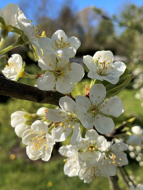 Free download apple blossom blossom spring flora free picture to be edited with GIMP free online image editor