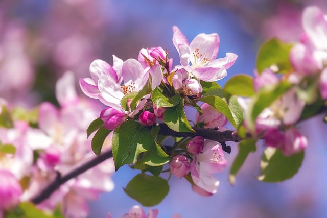 Free download Apple Blossom Flowers Spring -  free video to be edited with OpenShot online video editor