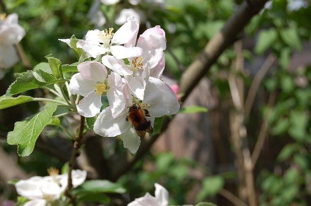 Free download Apple Blossom Hummel Nature -  free photo or picture to be edited with GIMP online image editor