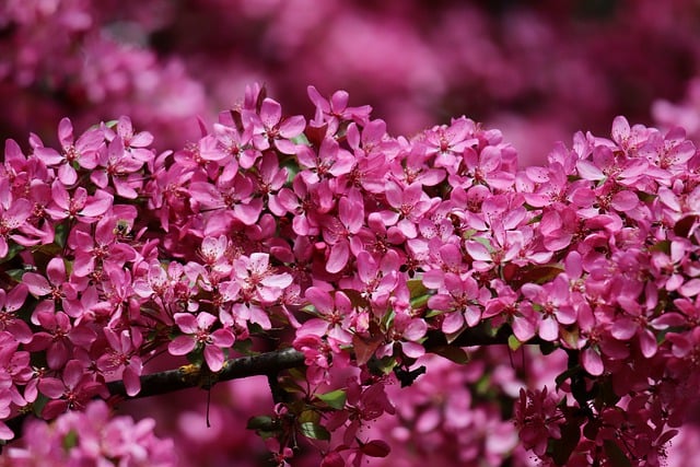 Free download apple blossom many flowered apple free picture to be edited with GIMP free online image editor