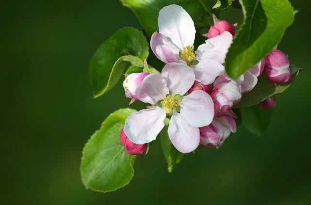 Free download apple blossom pink flowers flower free picture to be edited with GIMP free online image editor